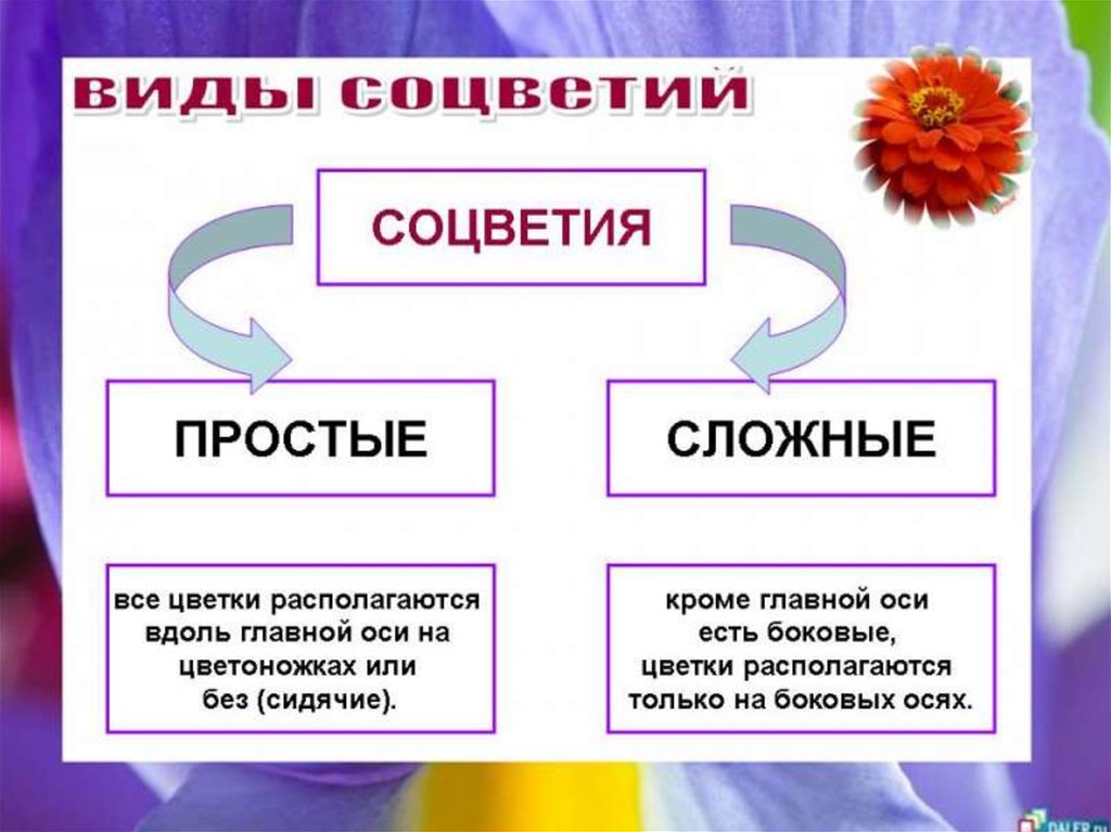 Презентация соцветие 6 класс