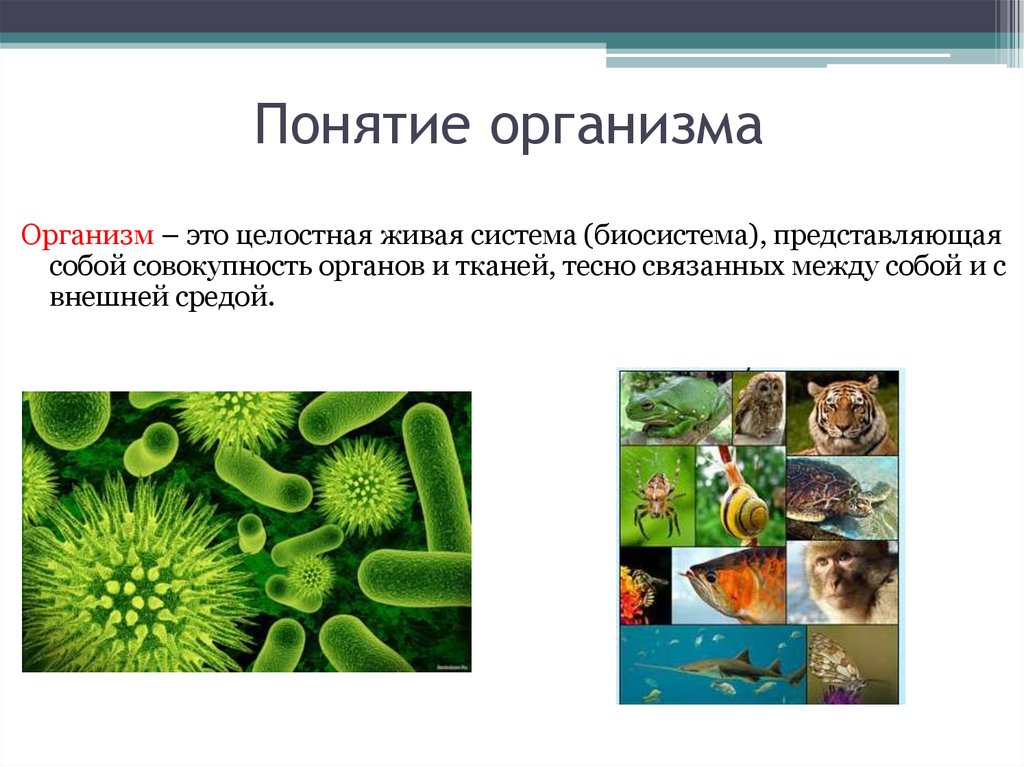 Доклад о живом организме. Понятие об организме. Понятие живой организм. Живой организм это определение. Понятие организм в биологии.