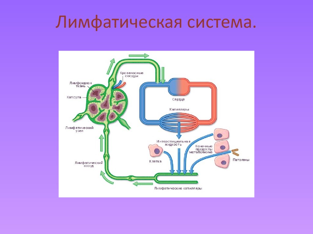 Лимфа система. Лимфатическая система п. Лимфатическая система презентация. Лимфообращение презентация. Лимфатическая система человека презентация.