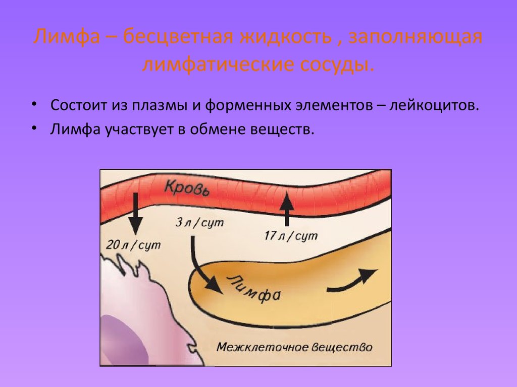 Лимфа объем. Лимфа. Лимфатическая жидкость. Лимфатическая жидкость как выглядит. Из чего состоит лимфатическая жидкость.