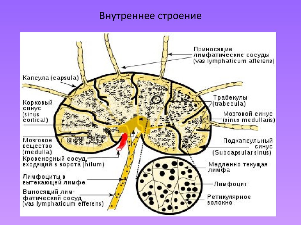 Строение лимфатического узла рисунок