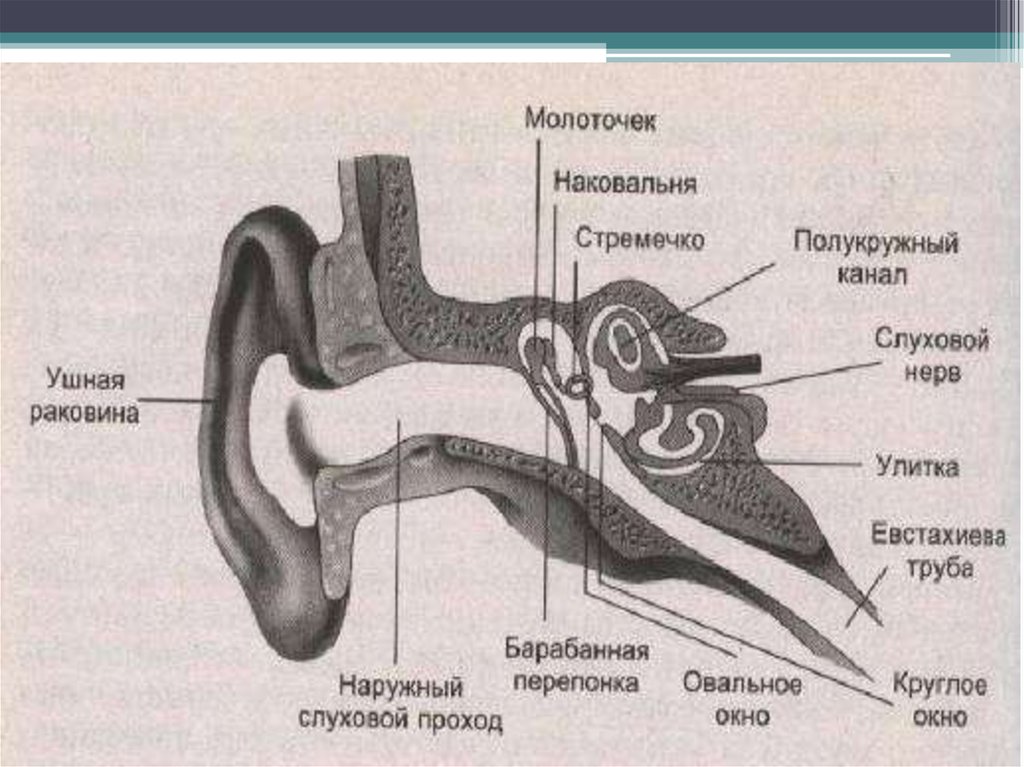 Наковальня и стремечко какое ухо. Слуховой анализатор наковальня. Анатомия животных строение слухового анализатора. Рецепторный отдел органа слуха. Названия частей уха слуховой анализатор.