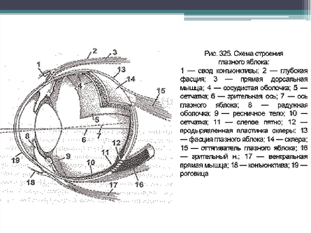 Строение глазного яблока рисунок