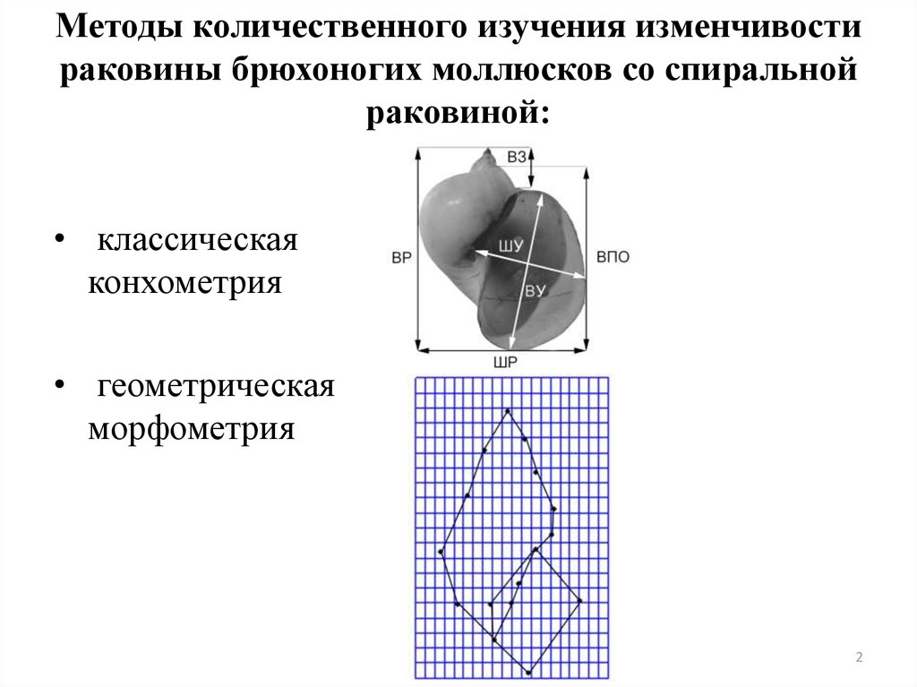 Методы количественного изучения изменчивости раковины брюхоногих моллюсков со спиральной раковиной: