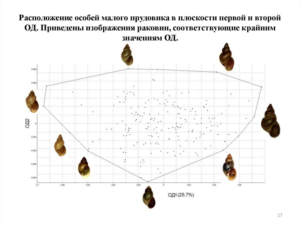 Особо малый. Жизненный цикл малого прудовика. Ареал распространения малого прудовика. График зависимости роста раковин прудовика. Как определить Возраст прудовика.