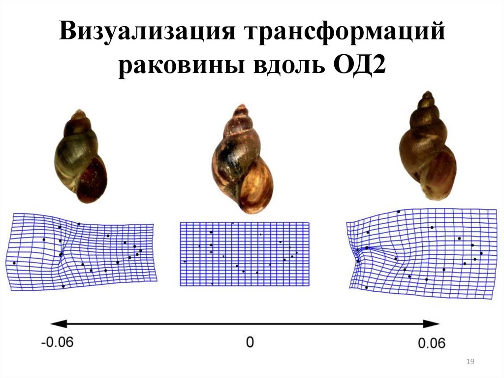 Визуализация трансформаций раковины вдоль ОД2