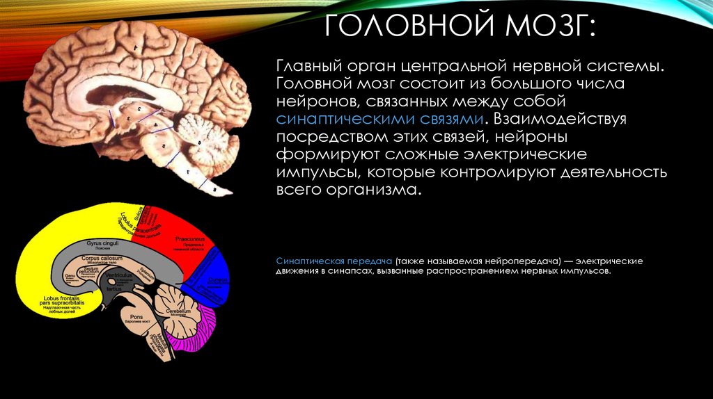 Мозг главный орган. Головной мозг состоит из. Мозг главный орган нервной системы. Кол-во нейронов в мозге человека. Мозг состоит из нейронов.