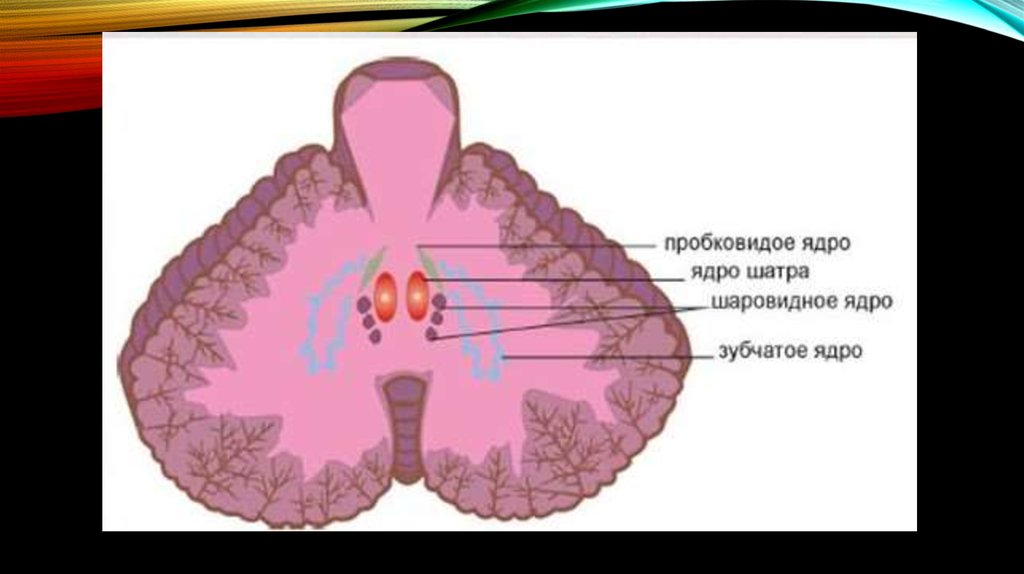 Ядра мозжечка. Мозжечок строение ядра анатомия. Зубчатое ядро мозжечка. Строение мозжечка ядра. Строение мозжечка ядро шатра.
