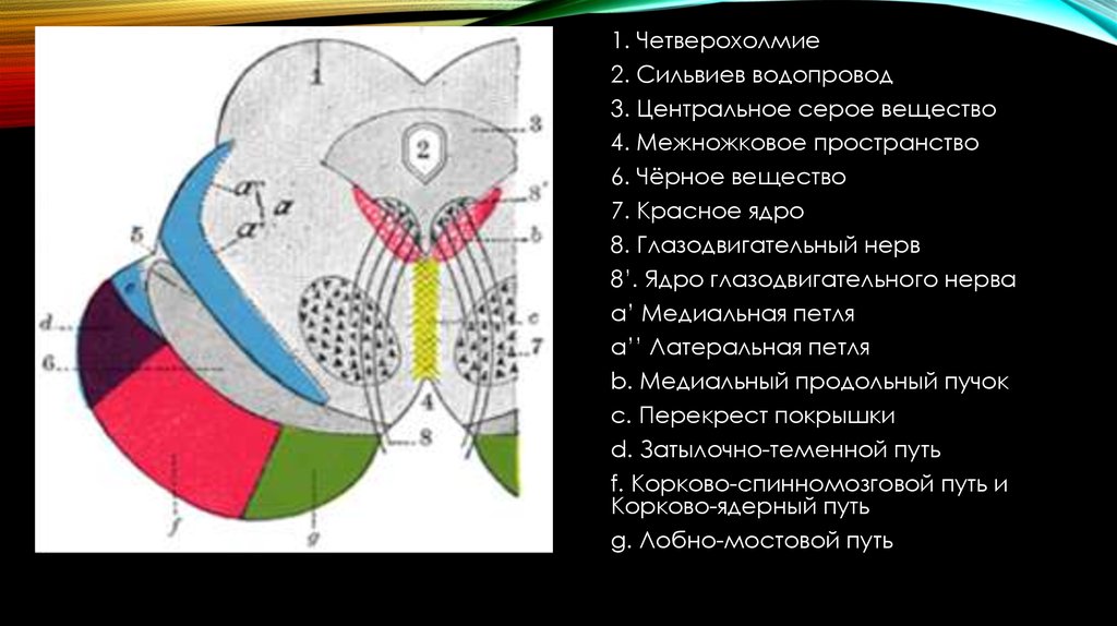 Красное ядро. Центральное серое вещество. Четверохолмие СИЛЬВИЕВ водопровод. Вентральный Перекрест покрышки среднего мозга. Межножковое ядро.