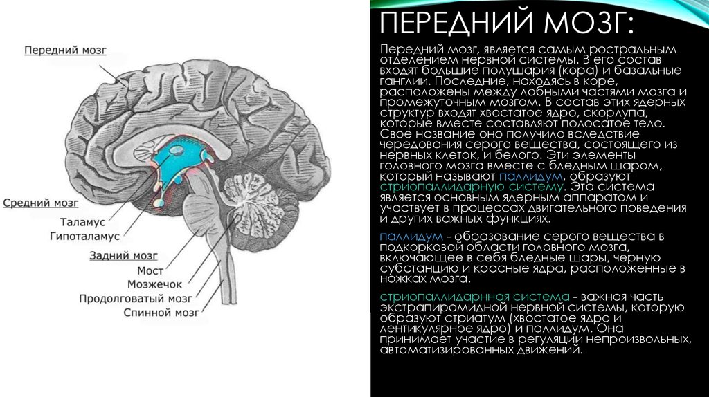 Полушария переднего мозга имеют. Передний мозг анатомия. Структура отдела переднего мозга. Строение переднего отдела головного мозга. Передний мозг функции.