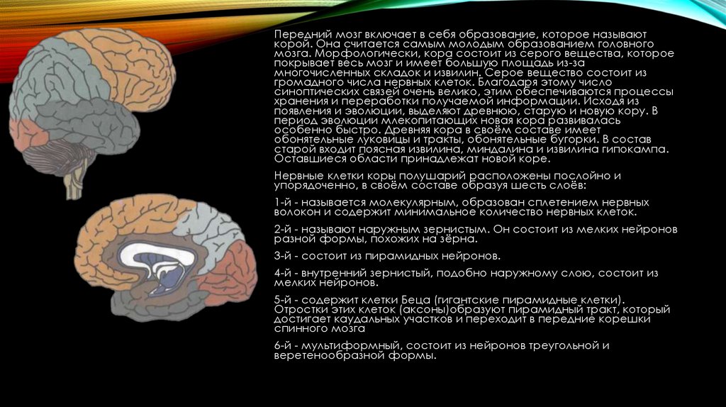 Образование головного мозга код. Сенсомоторная область коры состоит из. Сенсомоторная область коры состоит из отделов. К переднему мозгу относят. Поражение сенсомоторной области коры.