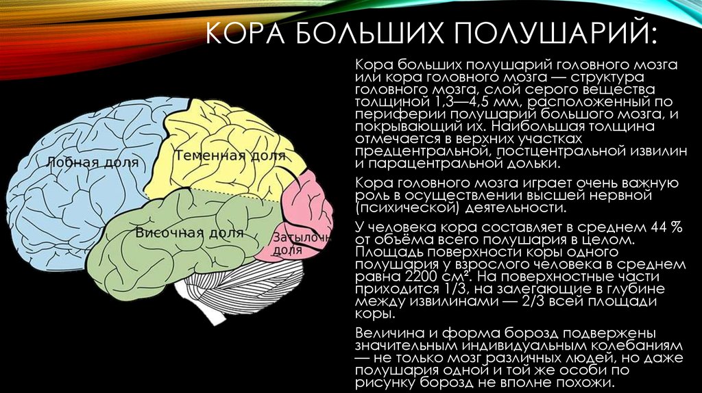 Кору и полушария в головном мозге имеют. Структурно-функциональная организация коры больших полушарий. Функциональная характеристика коры головного мозга. Структурно-функциональная организация коры большого мозга.. Структурно функциональная характеристика коры головного мозга.