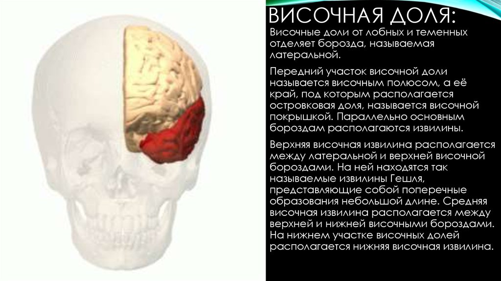 Височная функция мозга