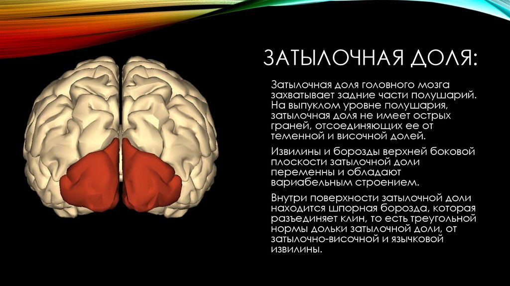 Зона затылочной доли мозга. Теменно-затылочные отделы мозга. Функции затылочной доли головного мозга. Затылочный отдел мозга функции. Функции затылочной доли головного.
