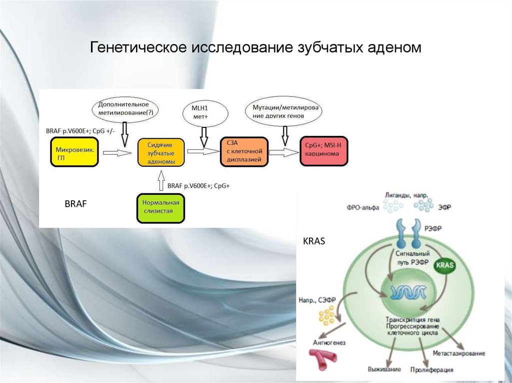 Генетическое исследование зубчатых аденом