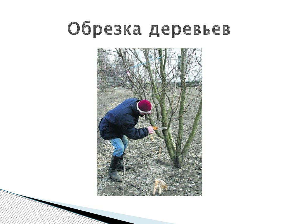 Труд животных. Изменения в жизни людей осенью. Труд людей весной обрезка деревьев. Труд людей поздней осенью. Труд детей в природе осенью сообщение.