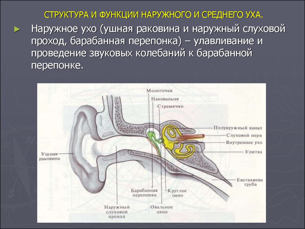 Особенность строения слухового прохода какую функцию. Строение среднего отдела уха. Структура и функции наружного и среднего уха. Строение и функции наружного уха. Строение и функции внешнего уха.