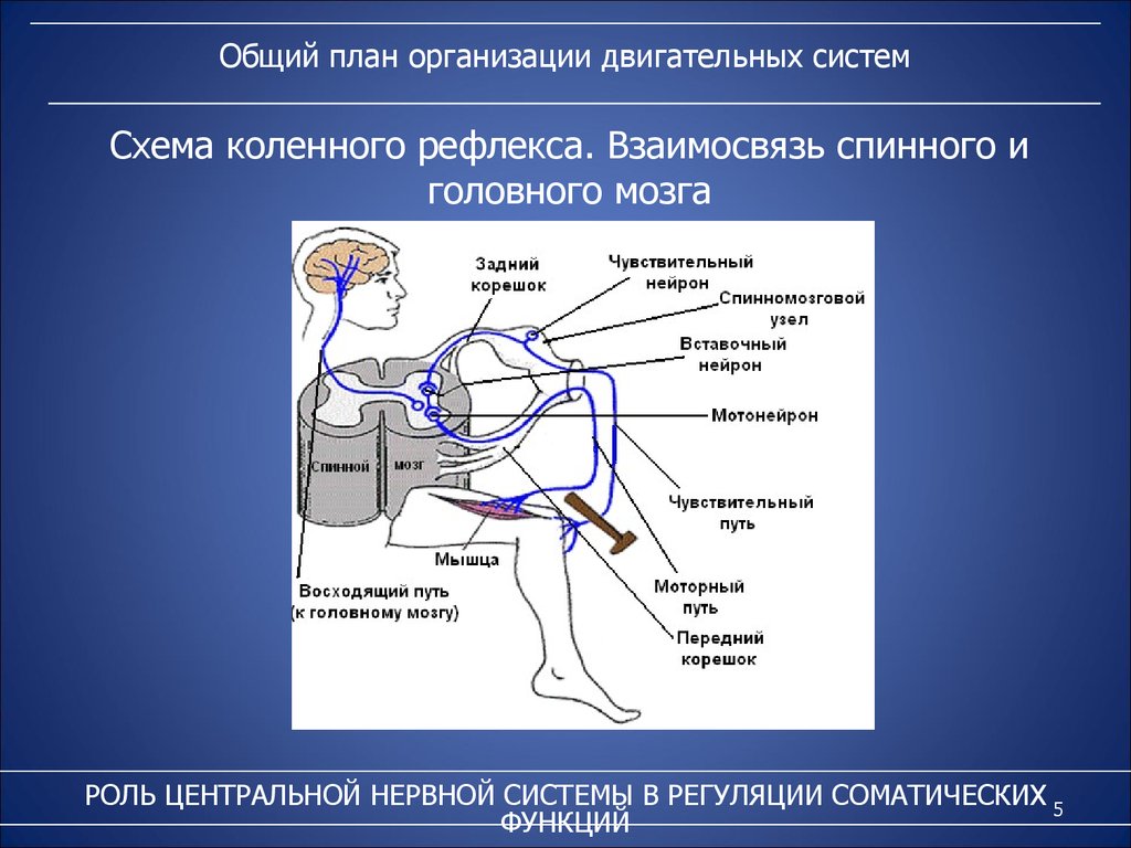 Двигательная структура. Коленный рефлекс спинного мозга. Схема двигательной системы. Общий план организации двигательной системы. Роль нервной системы и двигательных функций.