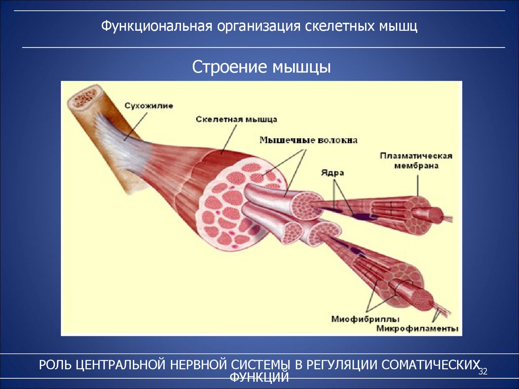 Последовательность мышечных элементов. Строение волокна мышцы. Строение скелетной мышцы. Функциональная организация скелетных мышц. Строение и структура мышечного волокна.