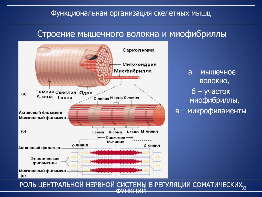 Строение скелетного мышечного волокна. Саркомер миофибриллы. Строение скелетной мышцы и миофибриллы. Структуры скелетного мышечного волокна. Структура мышечного волокна и миофибриллы.