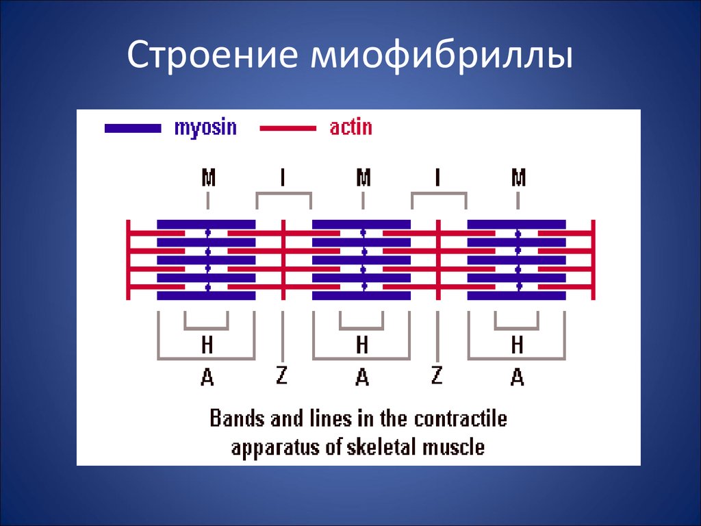 Организация миофибриллы схема