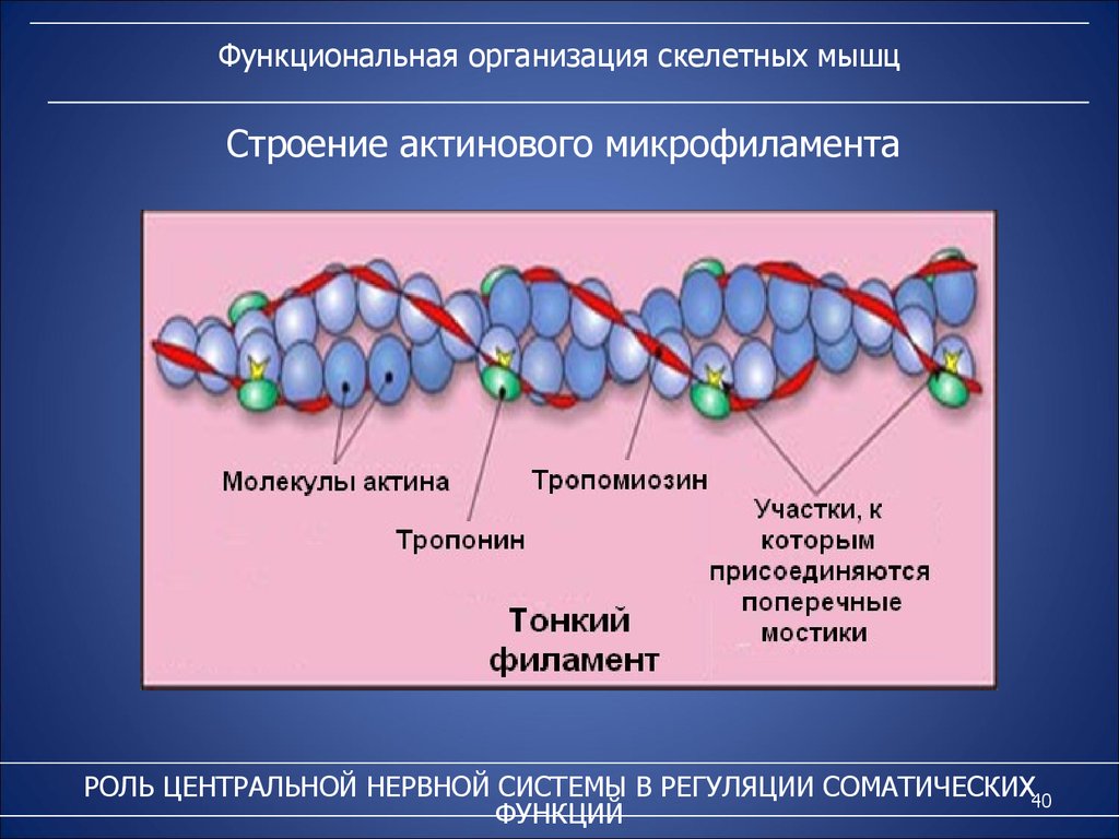 Строение и роль. Схематическое строение микрофиламентов. Актиновые филаменты строение. Микрофиламенты функции в клетке. Строение актинового микрофиламента.