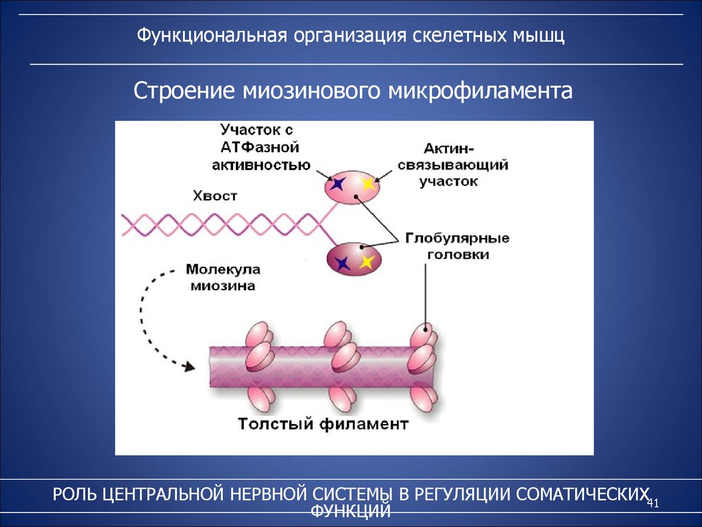 Энергия мышечных сокращений. Функциональная организация скелетных мышц. Организация скелетной мышцы. Функциональная организационная скелетных мышц. Функциональная организация и механизмы сокращения скелетных мышц.