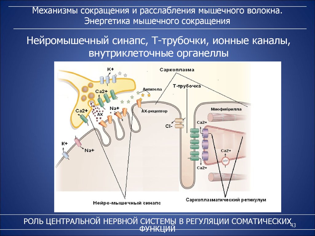 Механизмы мышц. Механизм сокращения мышечного волокна. Химизм мышечного сокращения. Нервно мышечное сокращение. Механизм сокращения и расслабления.