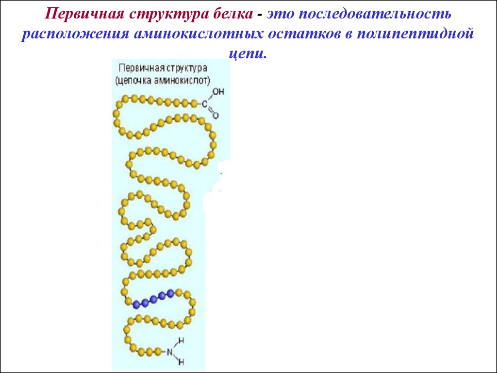 Вторичную структуру белка определяют. Первичная структура белка  аминокислотные остатки. Первичная структура белка. Первичная структура белка строение и функции. Строение и функции полипептидной цепи.