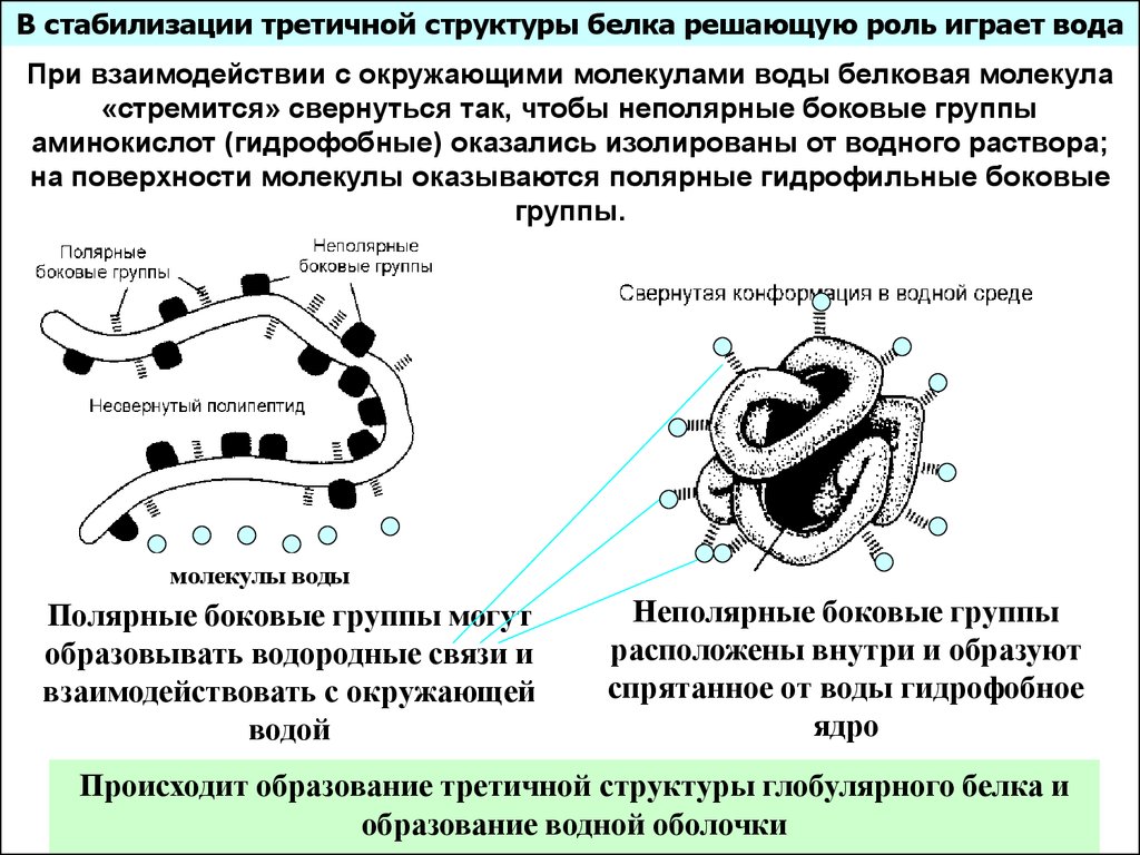 Гидрофобные связи белка