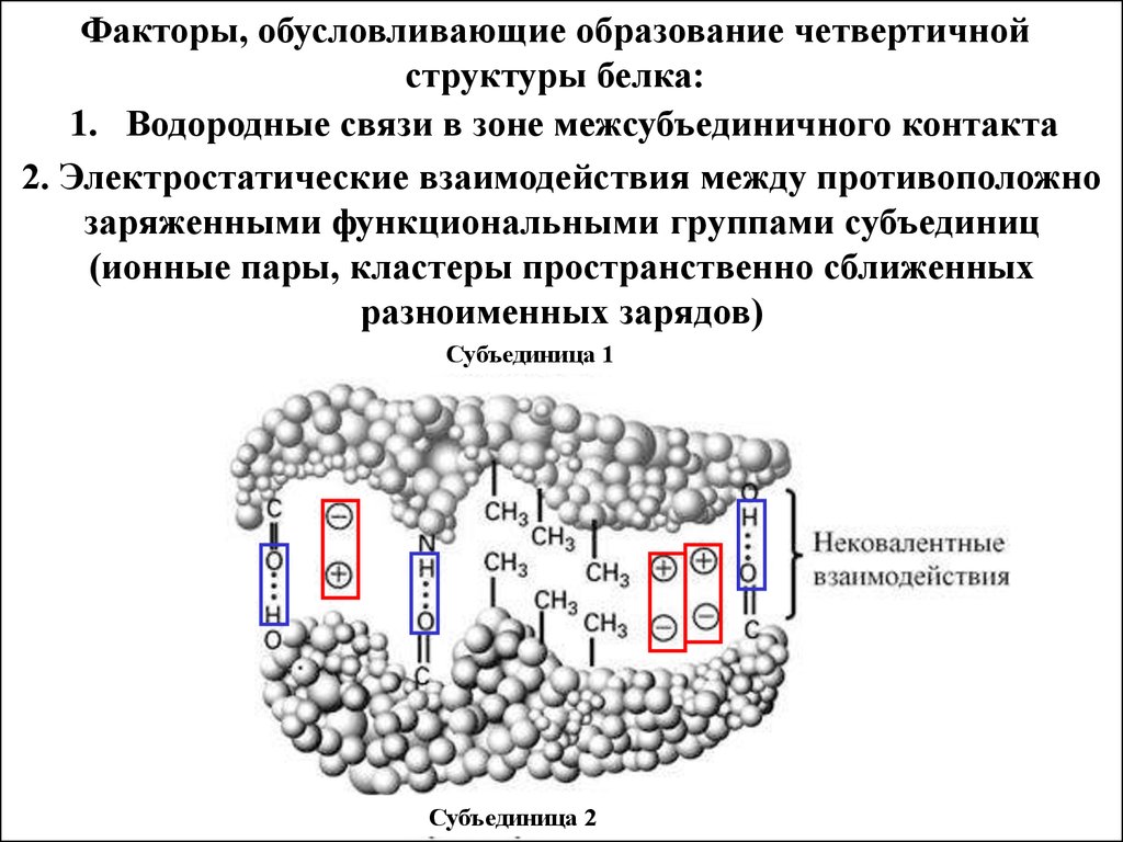 Четвертичная структура белка водородные связи