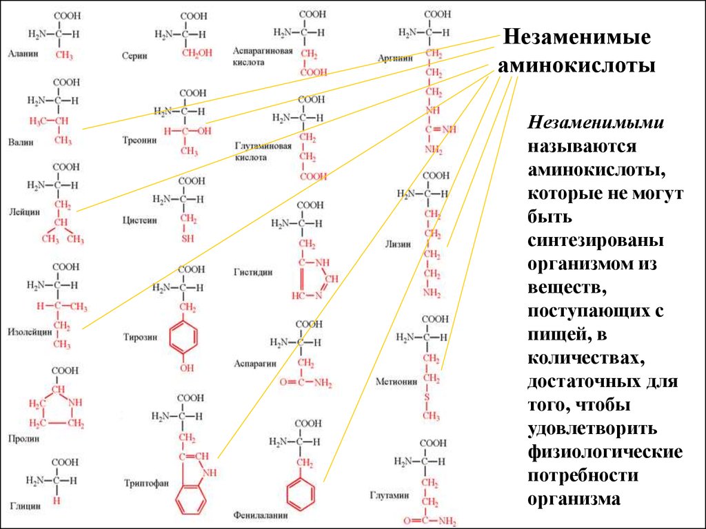 Главные аминокислоты. Структура аминокислот. Структура незаменимых аминокислот. Незаменимые аминокислоты строение. 20 Аминокислот таблица аминокислоты.