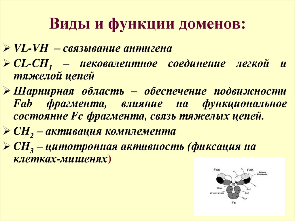 Роль иммунологии. Домен функции. Виды нековалентных связей. Связывание антигена с антителом. Функции доменов v c.