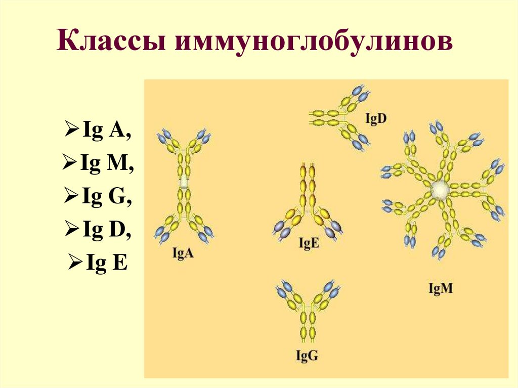 Классификация иммуноглобулинов схема