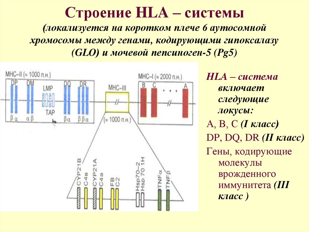 Ген кодирует молекулу. Главный комплекс генов гистосовместимости HLA MHC. Антигены системы HLA. Строения антигенов HLA 1 И 2 классов.. HLA антигены структура.