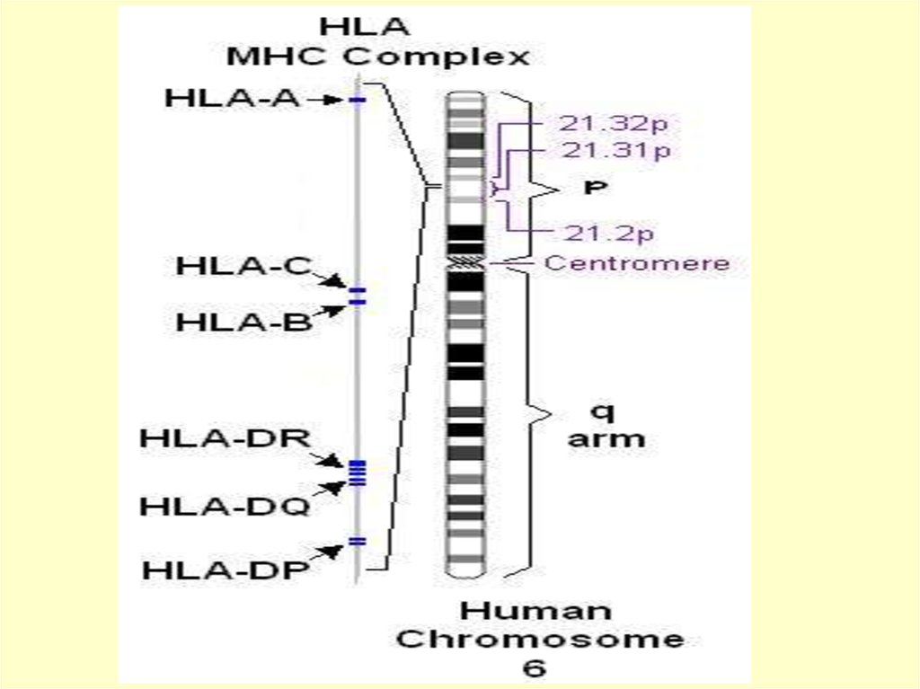 Генотип hla. HLA система. Гены системы HLA. HLA система иммунология. Функции HLA системы.