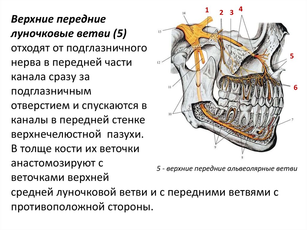 Альвеолярный отросток нижней челюсти. Альвеолярный отросток верхней челюсти анатомия. Альвеолярный отросток нижней челюсти анатомия. Иннервация верхнечелюстной пазухи. Скат альвеолярного отростка верхней челюсти.