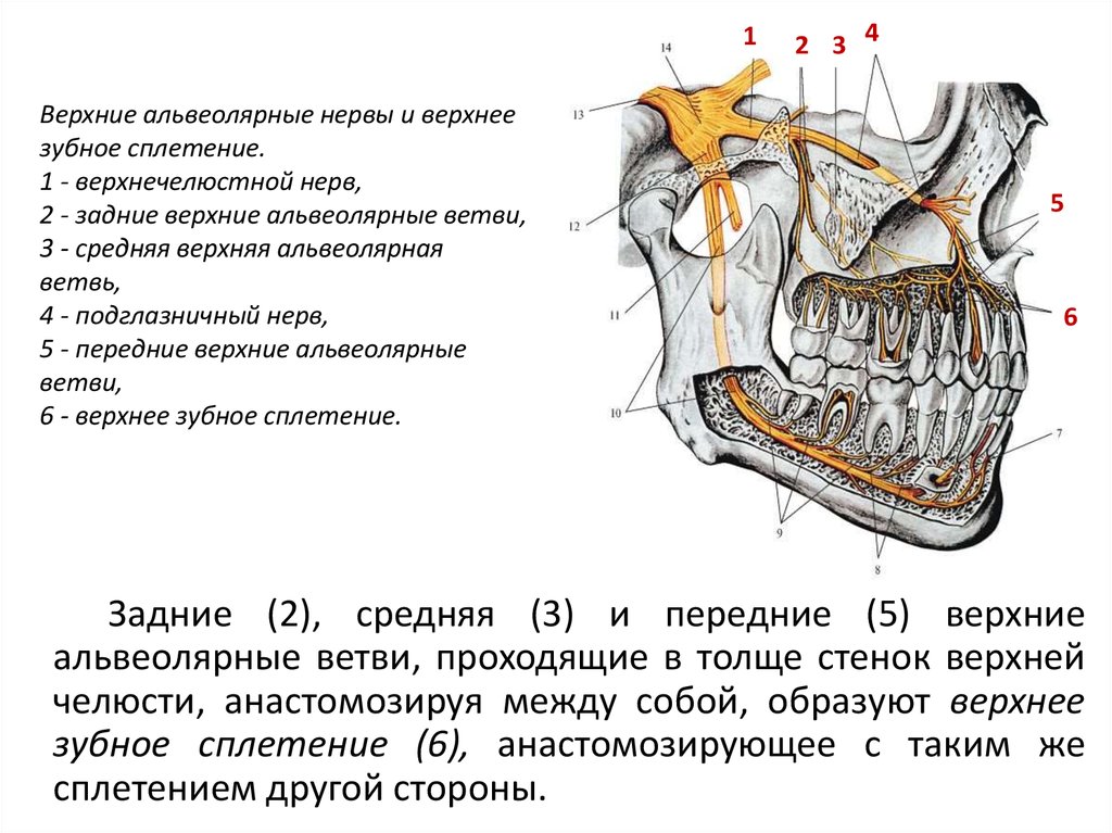 Челюстной нерв