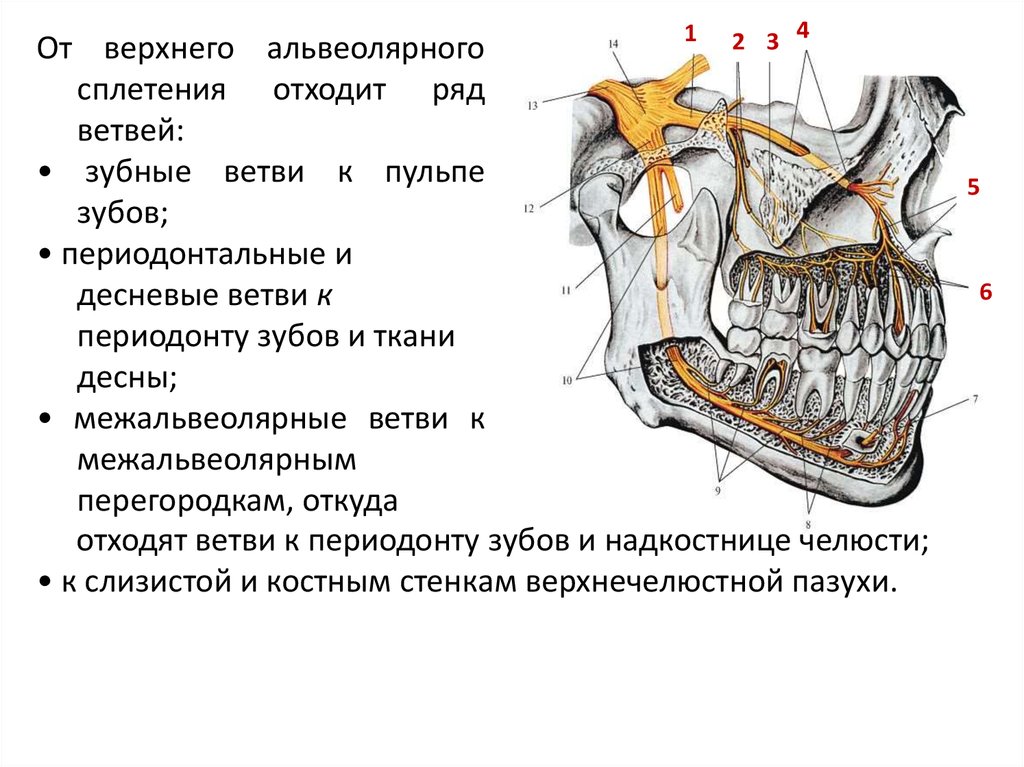 Альвеолярная десна. Иннервация верхней челюсти анатомия. Нижний альвеолярный нерв иннервирует. Иннервация зубов нижней челюсти схема. Иннервация резцов нижней челюсти.