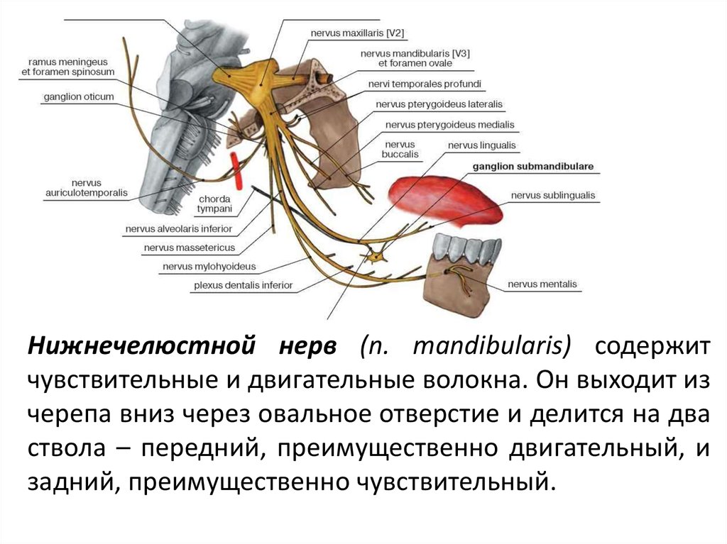 Иннервация нижней. Ветви нижнечелюстного нерва тройничного нерва. Нижнечелюстной нерв двигательная иннервация. Концевые ветви нижнечелюстного нерва. Анатомия нерва нижней челюсти.