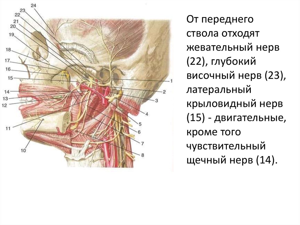 Височный нерв. Ушно височный нерв ветвь. Латеральный крыловидный нерв. Ушно височный нерв латынь. Ушно височный нерв отходит от.