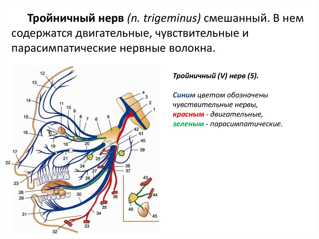 Лицевой нерв челюсти. Иннервация 5 тройничный нерв. Тройничный нерв иннервация по ветвям таблица. Вторая ветвь тройничного нерва схема. Чувствительные и двигательные волокна тройничного нерва.