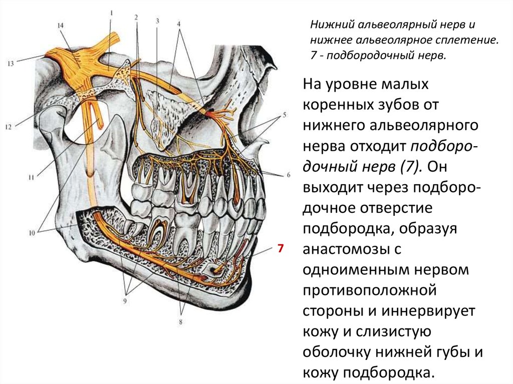 Лицевой нерв челюсти. Иннервация нижней челюсти челюсти. Анатомия нижней челюсти нерв. Нервы верхней челюсти топография. Нижний альвеолярный нерв.