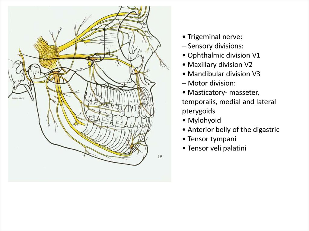 Лицевой нерв челюсти. Нижнечелюстной нерв является ветвью тройничного нерва 10 баллов 1 2 3. Иннервация 2 маляра. Лицевой нерв в лабиринте между преддверием и улиткой.