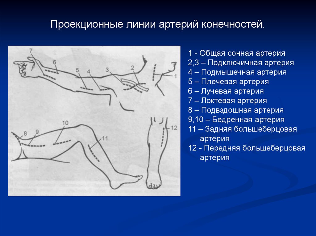 Проекция артерий. Проекционная линия подключичной артерии. Проекционная линия локтевой артерии. Проекционные линии магистральных сосудов конечностей. Проекционные линии сосудов верхней конечности.