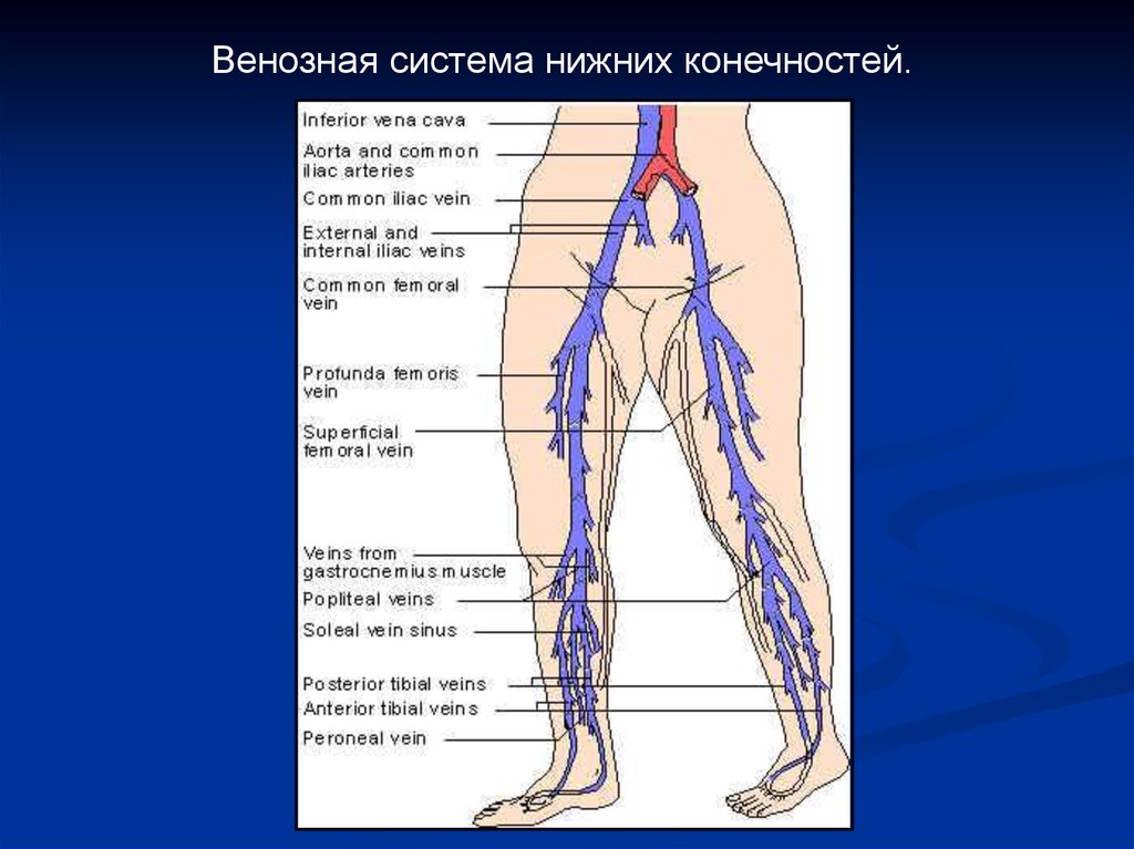 Анатомия вен ноги. Строение венозной системы. Система поверхностных вен нижних конечностей. Вена нижней конечности анатомия.