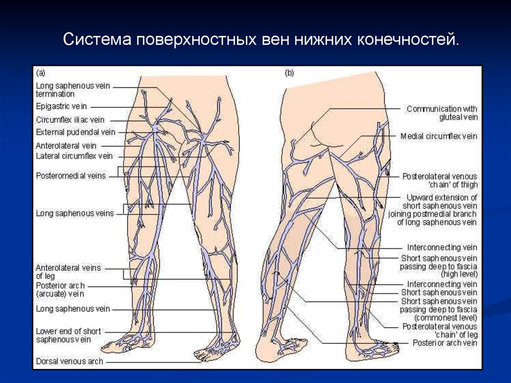 Анатомия вен ноги. Поверхностные вены нижней конечности схема. Поверхностные вены нижней конечности. Подкожная Вена бедра анатомия.