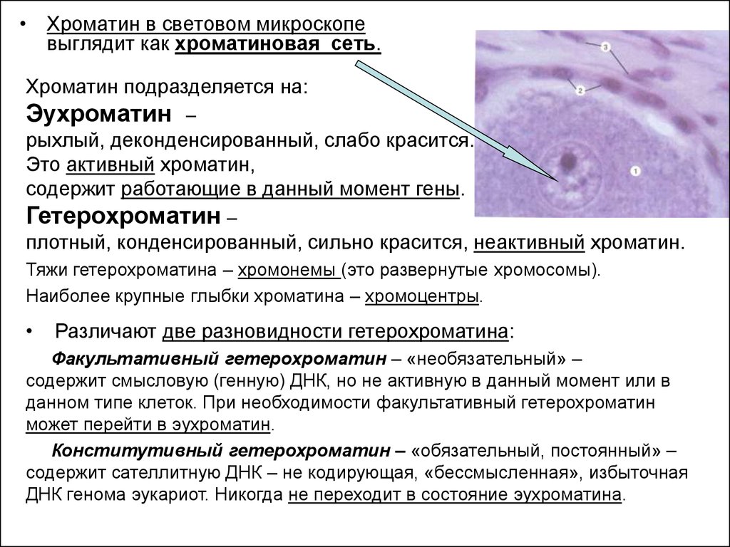 Что собой представляет хроматин. Хроматин классификация хроматина гетерохроматин и эухроматин. Гетерохроматин в световом микроскопе. Эухроматин функции. Эухроматин в ядре строение.