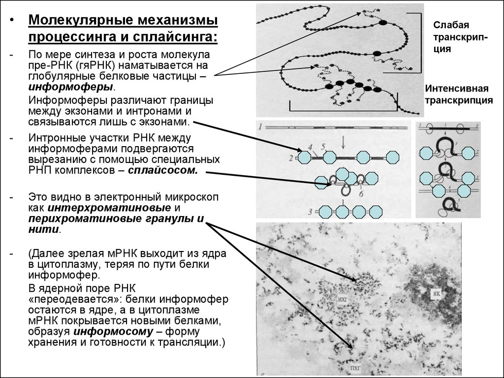 Генетический аппарат клетки растения