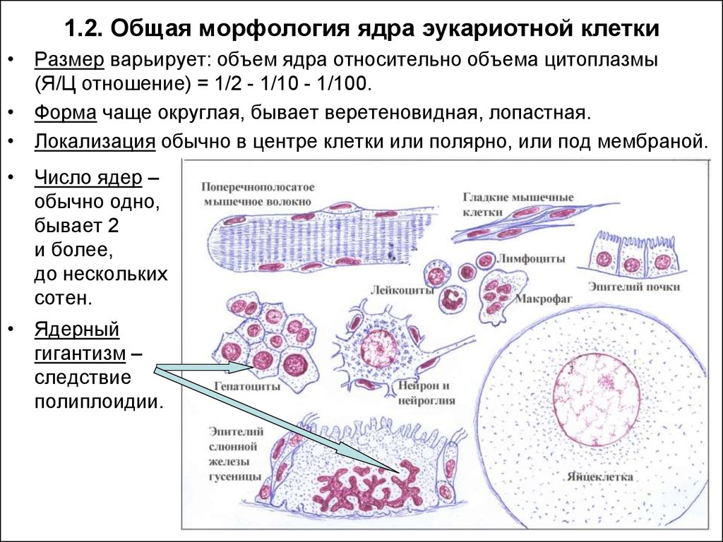 Общая морфология клетки строение. Препарат общая морфология клетки. Морфология ядра гистология. Морфология ядра клетки..